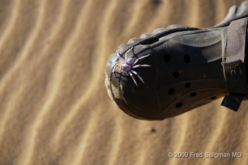 20090605_074100 D3 X1.jpg - Spider on Skeleton Coast of Namibia